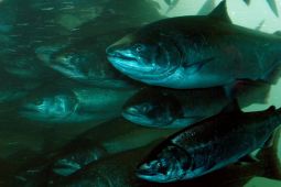 Ballard Locks Fish Ladder Renovation and Hiram Chittenden Locks Visitor Programs Donation